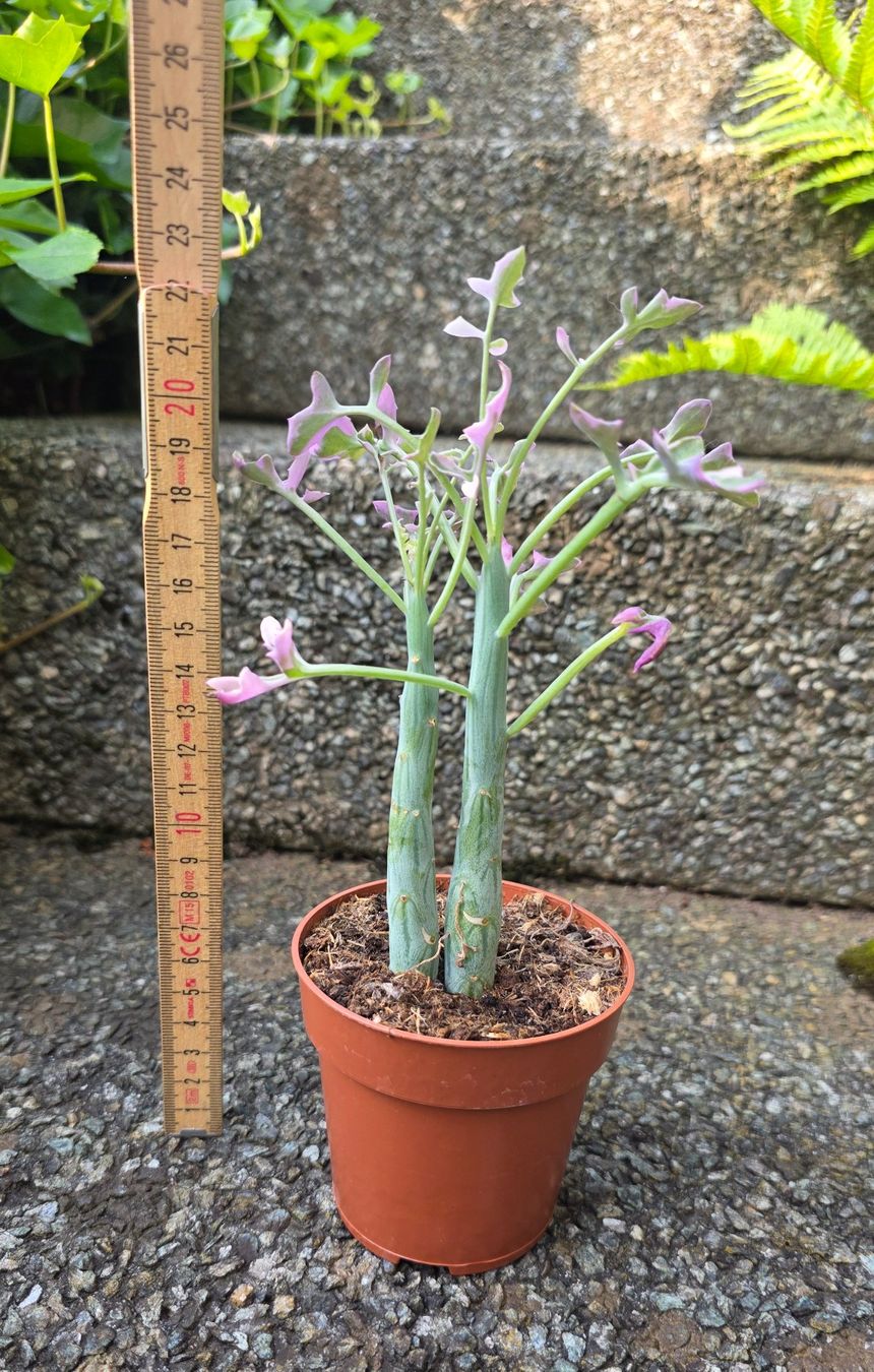 Senecio articulatus variegata (Neu (gemss Beschreibung)) in St.Erhard fr  CHF 14  nur Abholung auf Ricardo kaufen
