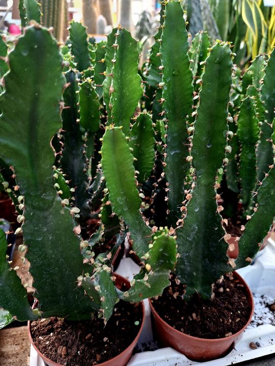 Euphorbia Kaktus H: 25-30 cm. Sie gehren zur Euphorbiaceae (Neu und  originalverpackt) in Rovio fr CHF 35  mit Lieferung auf Ricardo kaufen