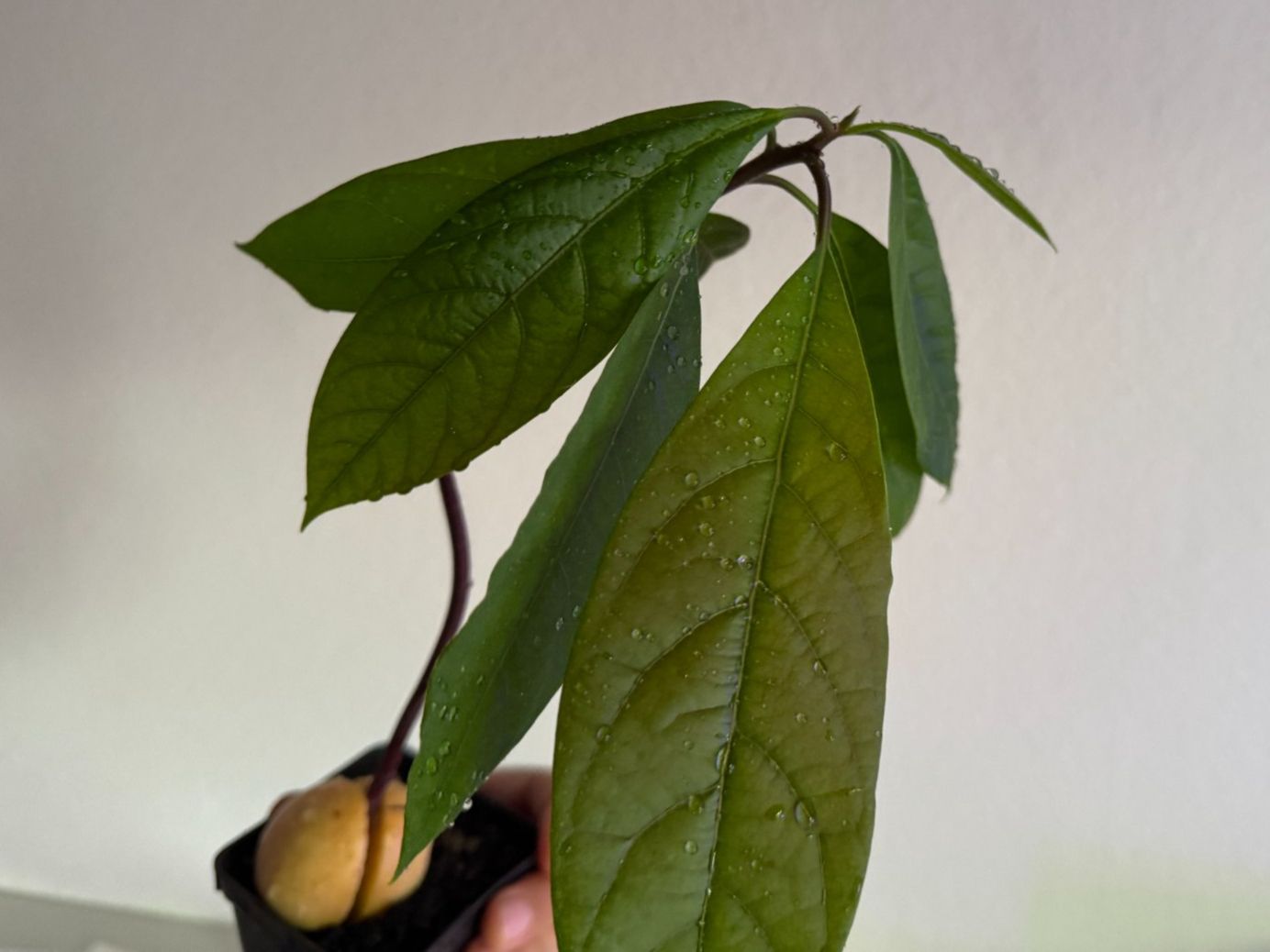 Piante & sementi: Avocado Baum – Usato da Schlieren venduto da Edgar_k 4