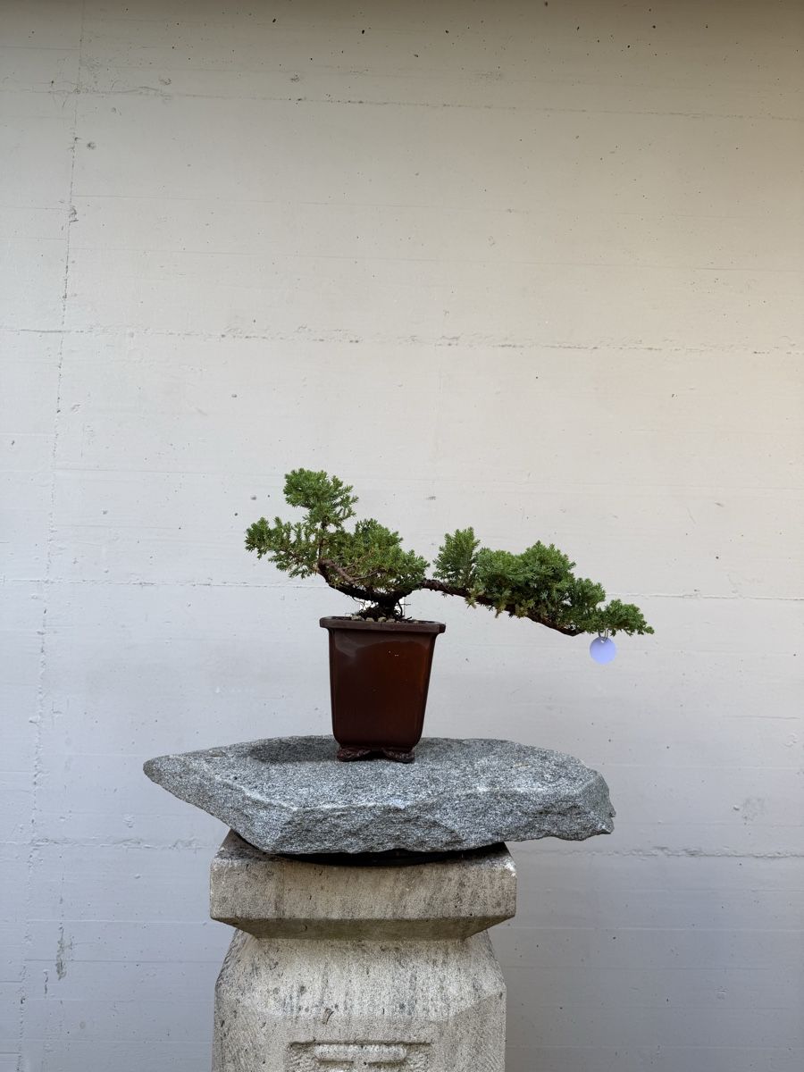 Plantes & graines: Juniperus Kaskaden-Bonsai AB 1.-  – D'occasion à Gossau SG par SolitariusBotanica 2