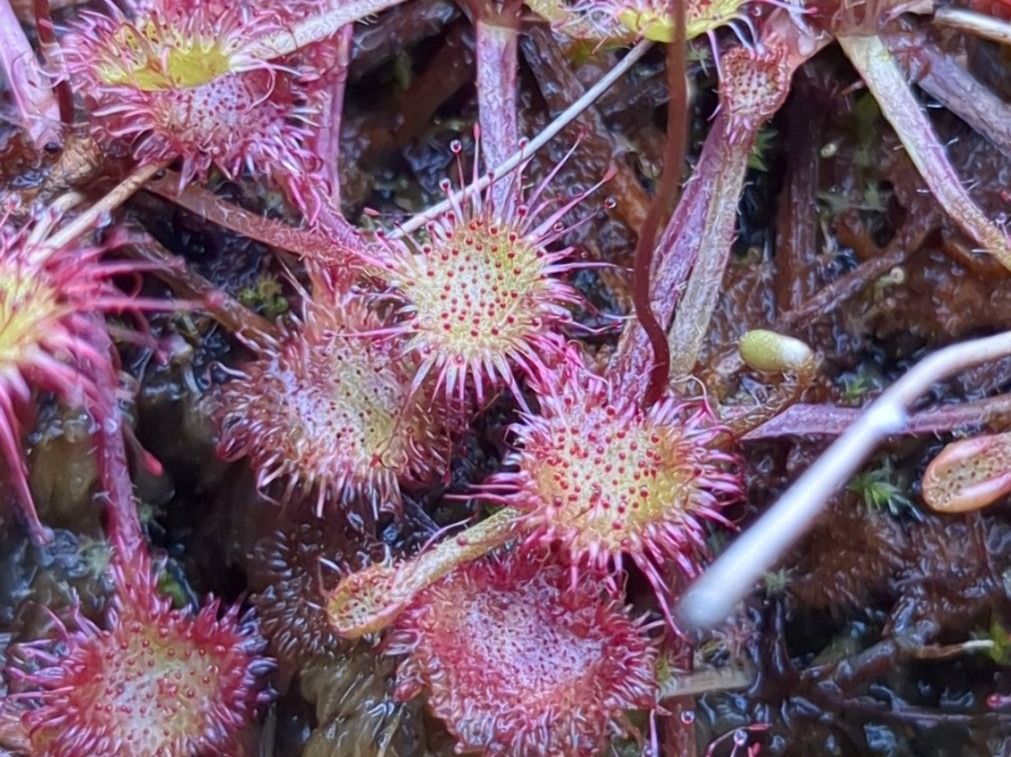 Piante & sementi: Plante carnivore Drosera rotundifolia – Usato da Vuisternens-Romont venduto da Cold_cactus