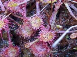 Plante carnivore Drosera rotundifolia