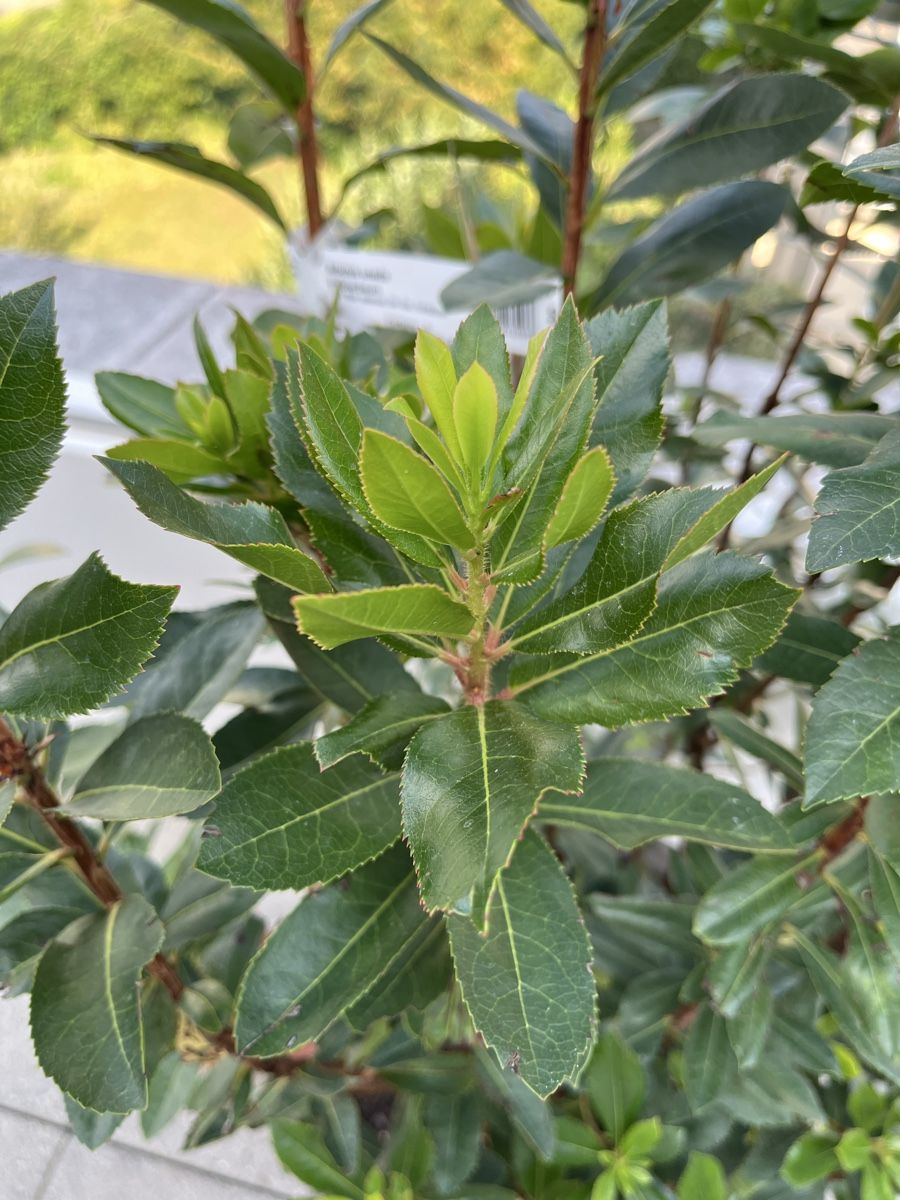 Piante & sementi: Arbutus unedo Erdbeerbaum inkl. Topf – Usato da Dietlikon venduto da Xanya 2