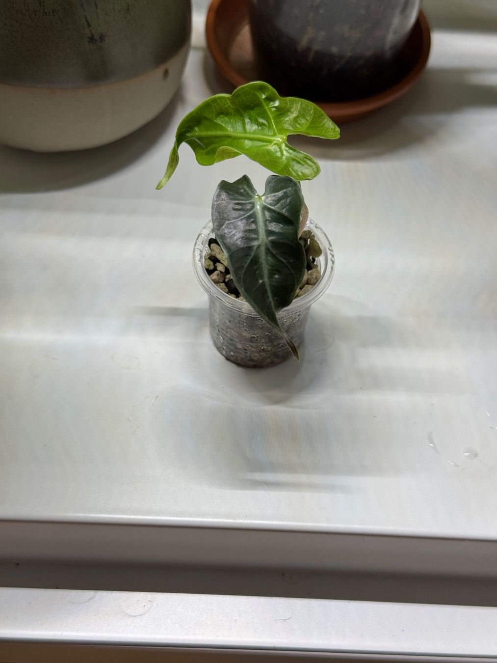 Piante & sementi: Alocasia Loco Baby – Usato da Goldau venduto da pflanzly 1