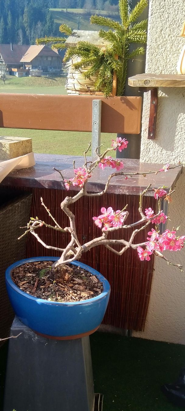 Bonsai Prunus mume, Japanische Aprikose, Outdoor inkl Schale (Neu (gemss  Beschreibung)) in Trubschachen fr CHF 136  nur Abholung auf Ricardo kaufen