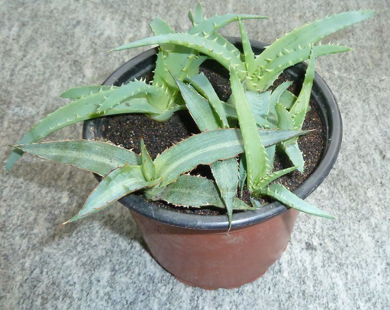 Aloe Vera / Agave / Pflanze Kaufen auf Ricardo