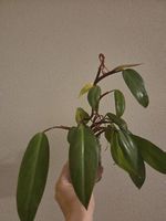 Philodendron Painted Lady
