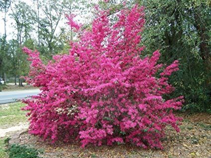 Piante & sementi: Loropetalum  Fire Dance 15-20cm – Nuovo e nell'imballaggio originale da Bremblens venduto da FIBONACCI369 7