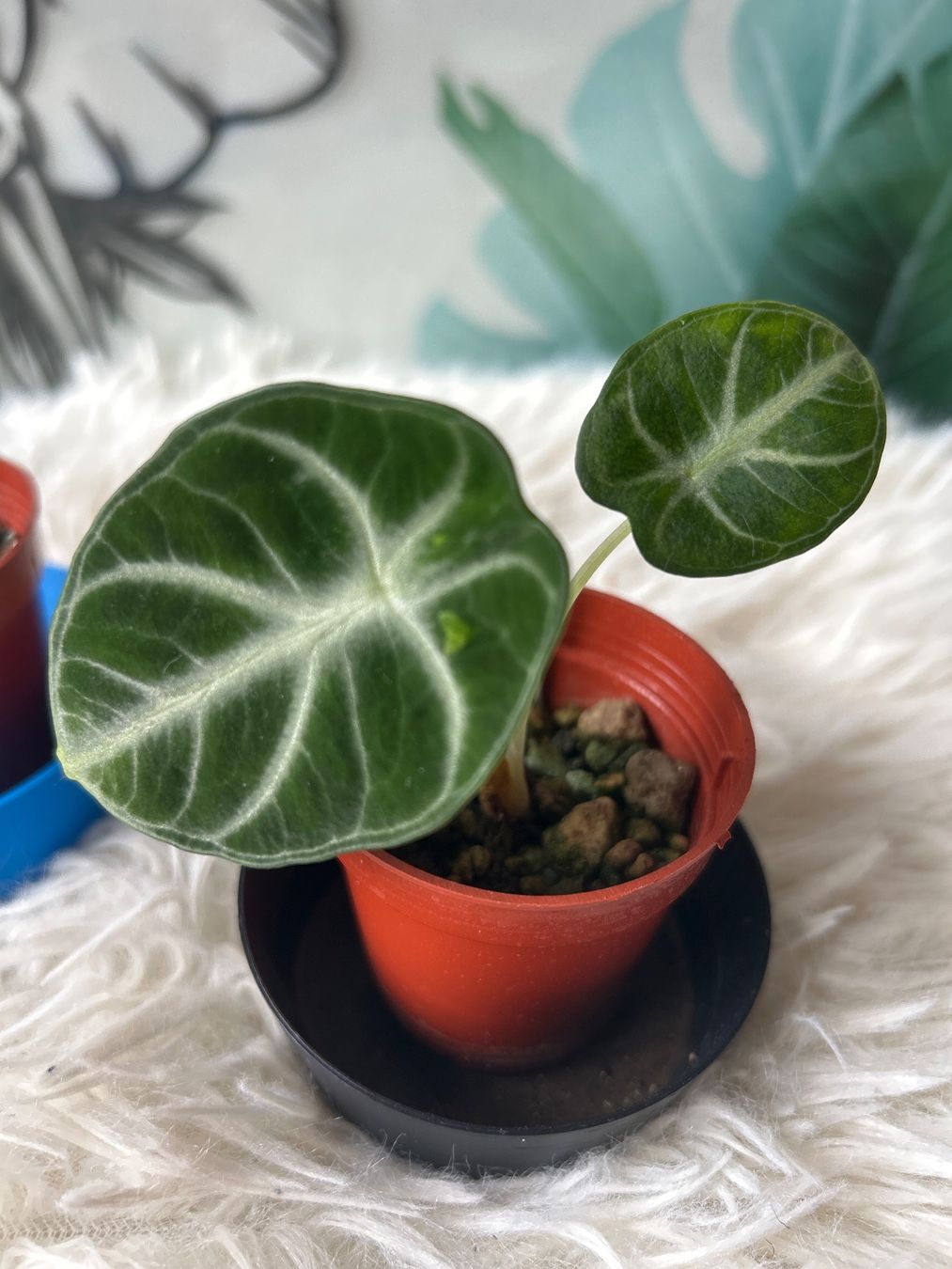 Piante & sementi: Alocasia Ninja variegata #4 – Nuovo (secondo la descrizione) da Scherzingen venduto da Elefantenohr.ch