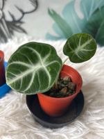 Alocasia Ninja variegata #4