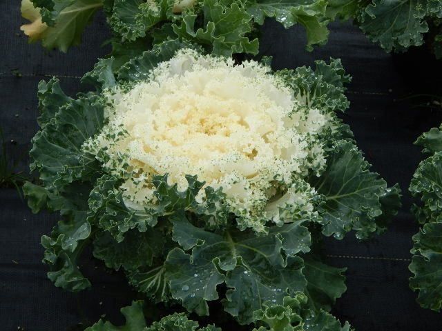 Pflanzen & Samen: 15 Samen Ornamentalkohl White Kamome – Neu (gemäss Beschreibung) aus Ehrendingen von VerveinaSamen 4
