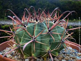 Ferocactus Townsendianus - mexikanischer Kugelkaktus