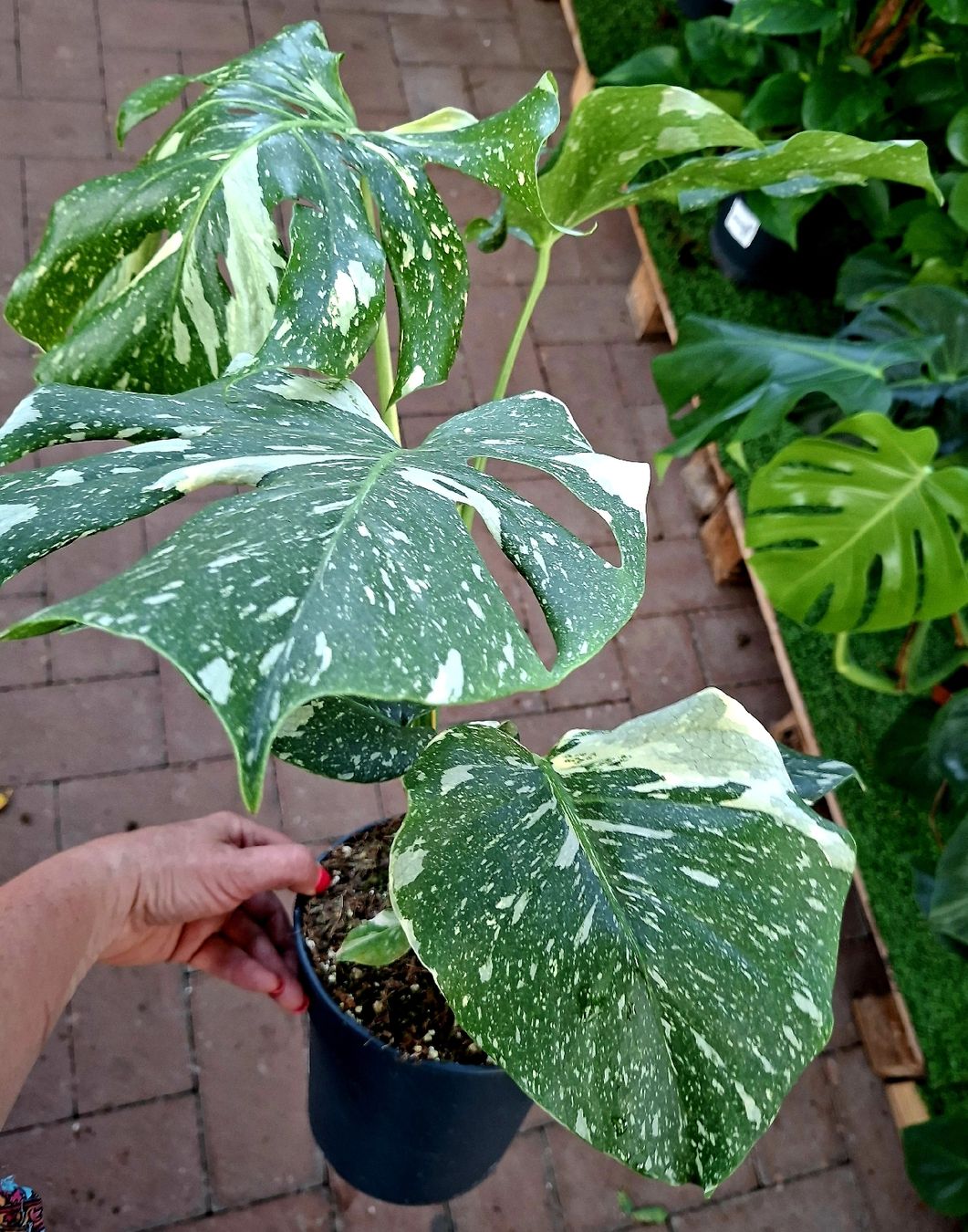 Pflanzen & Samen: RARISSIMO!!! H: 50-60 cm "Monstera Thai Constellation" – Neu und originalverpackt aus Rovio von POSITIFFARTandPLANTS 5