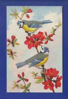 OISEAU - Mésanges
