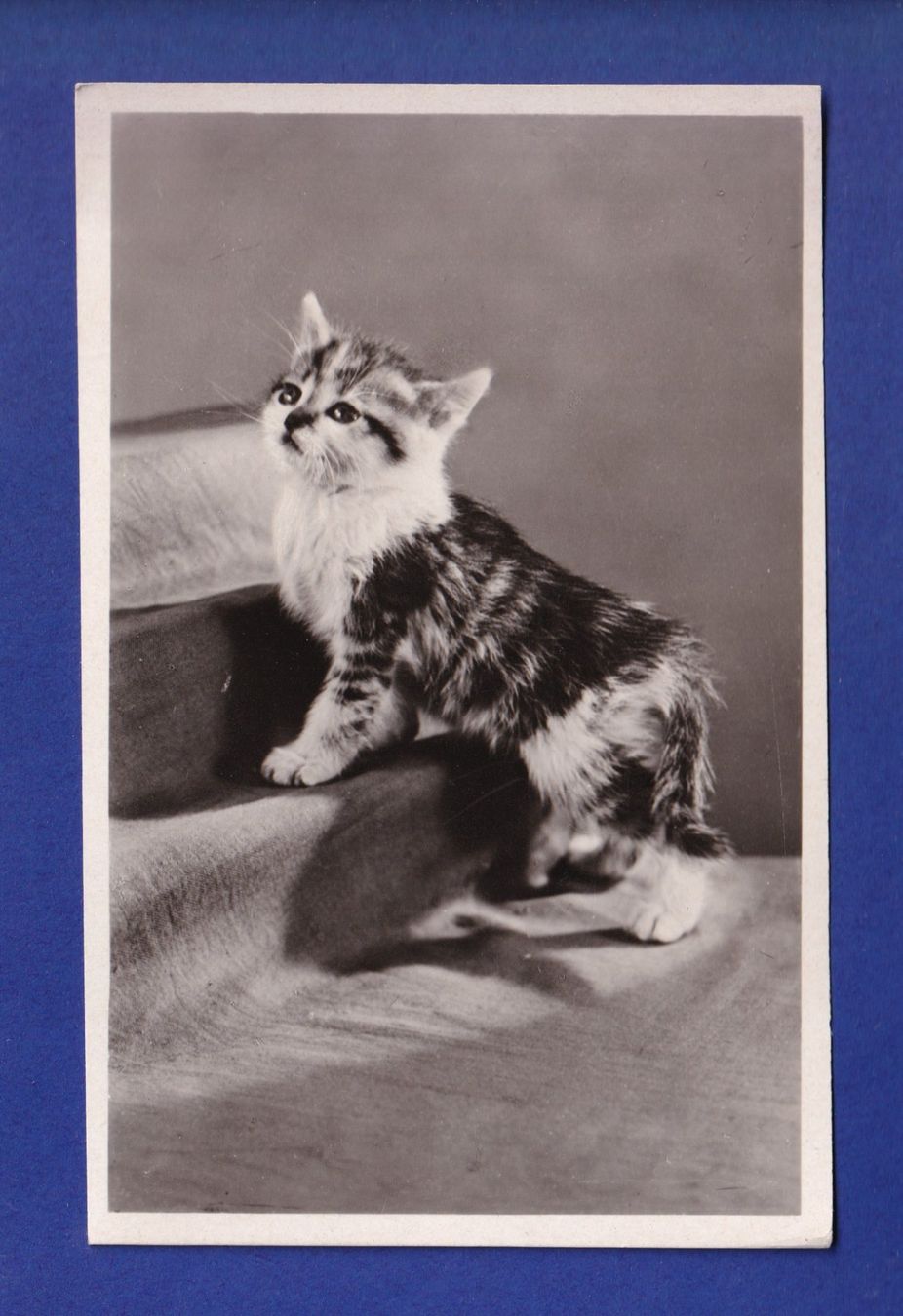 Cartoline postali: CHATON – Usato da Pully venduto da nicecards-shop