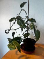 Zimmerpflanze Epipremnum Pinnatum Variegata guter Zustand
