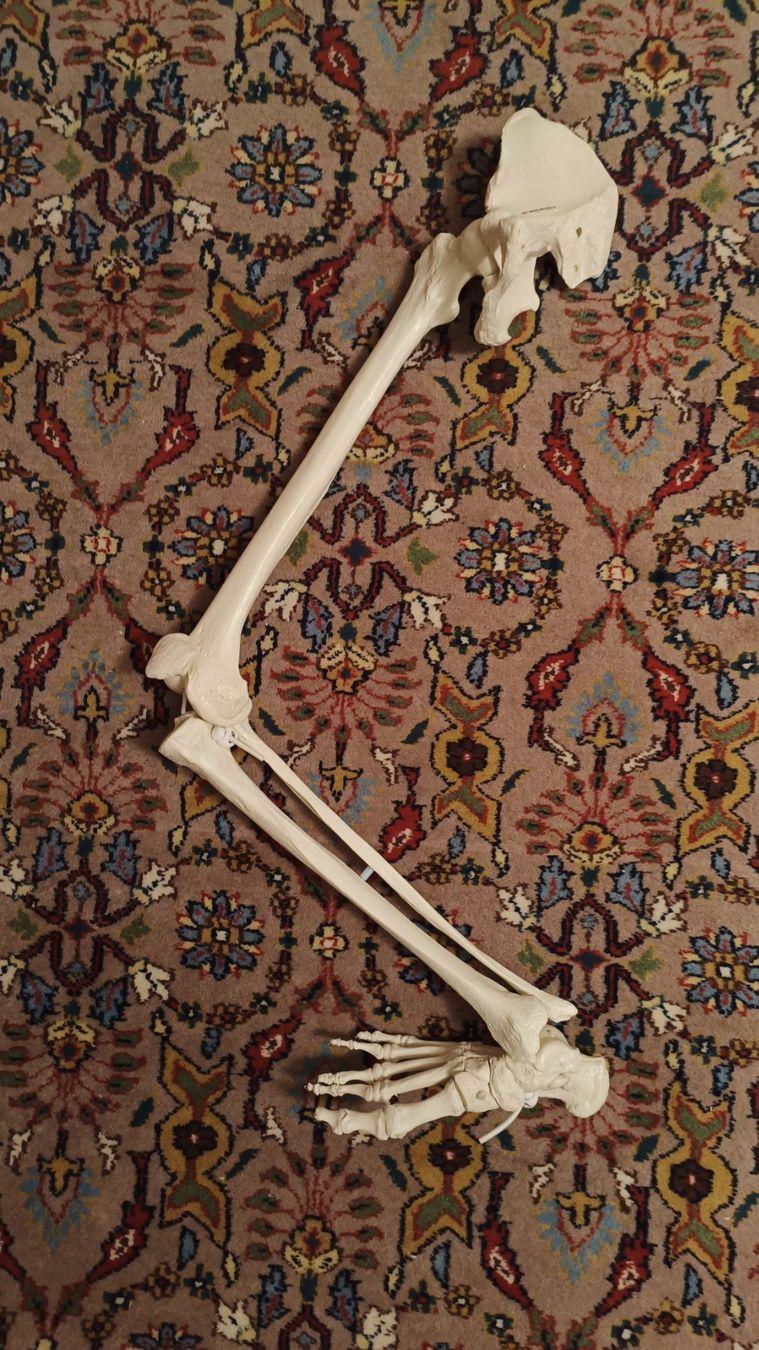 Kit di modellismo & Modellini statici: Skelettmodelle Lernmittel – Usato da Gümligen venduto da dobias 1