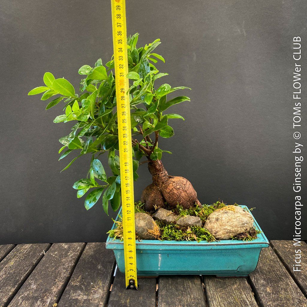 Piante & sementi: Ficus Microcarpa Ginseng - Bonsai-Form – Nuovo e nell'imballaggio originale da Adliswil venduto da astom369 2