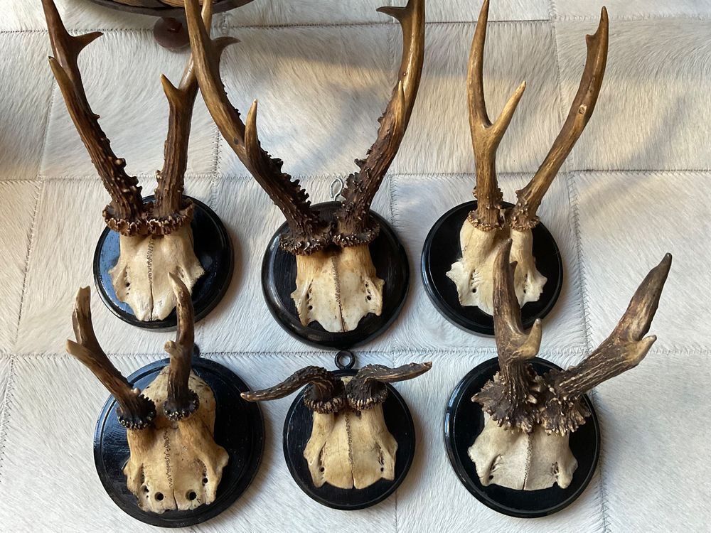 GTK - Geweihe & Trophäen KRUMHOLZ Lot De 3 Plaques En Forme De Trophée - Avec Tête Biseautée - AF 17 Cm