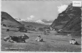 Melchtal mit Kühen vaches cows