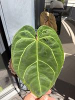 Anthurium Michelle Hot Pink ‘23’ × Red Velvet Cake ‘24’