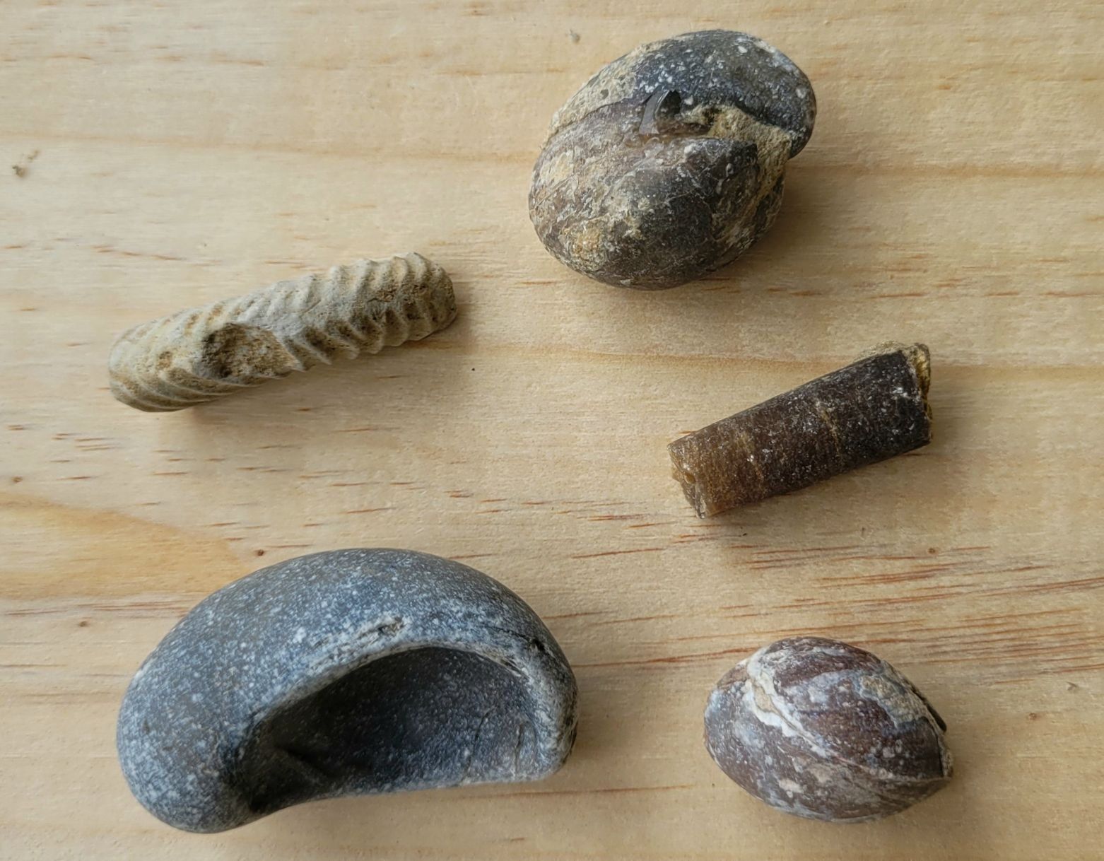 Fossili: Fossilien, diverse Arten, Spezien – Nuovo (secondo la descrizione) da Unterengstringen venduto da orpheo13 2