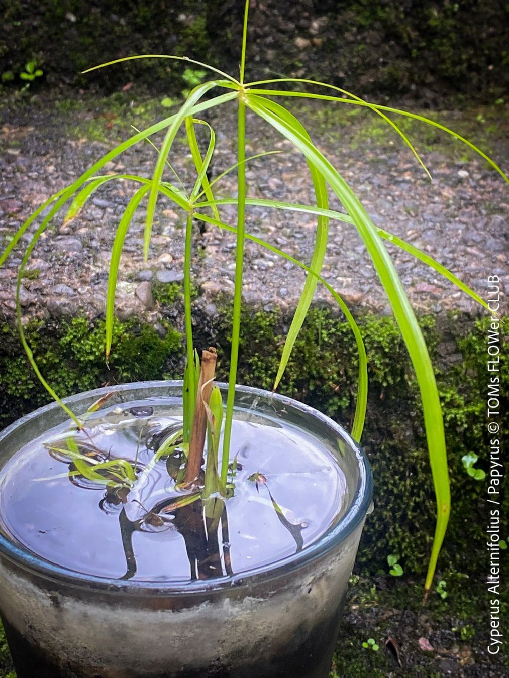 Piante & sementi: Cyperus Alternifolius - Dein Papyrus in GlasVase – Nuovo e nell'imballaggio originale da Adliswil venduto da TAKEYOURPLANT 5
