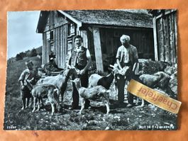 Idylle Toggenburg mit Ziegen, 15.6.1950, RAR!