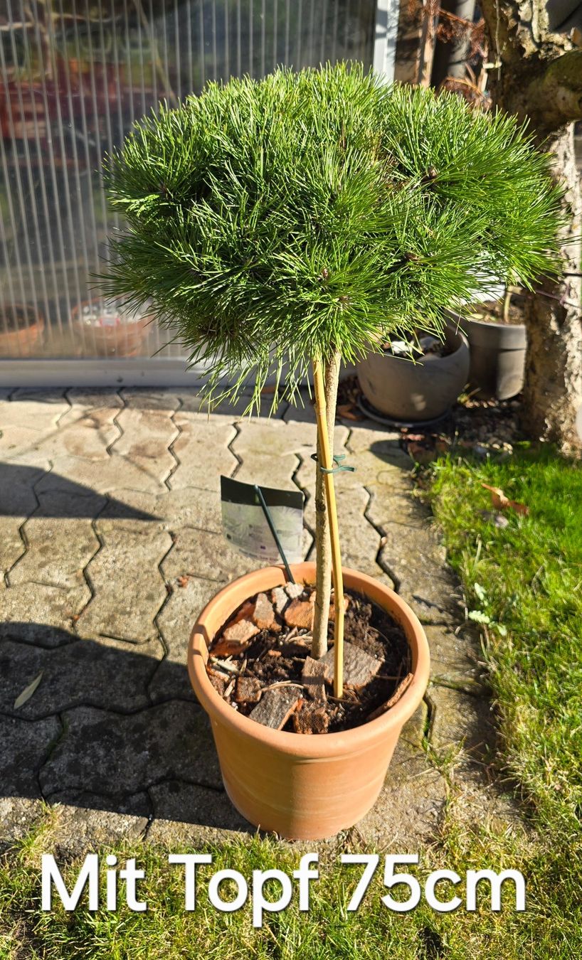 Piante & sementi: Pinus densiflora Low Glow – Nuovo (secondo la descrizione) da Aarburg venduto da popkorn65