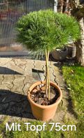 Pinus densiflora Low Glow