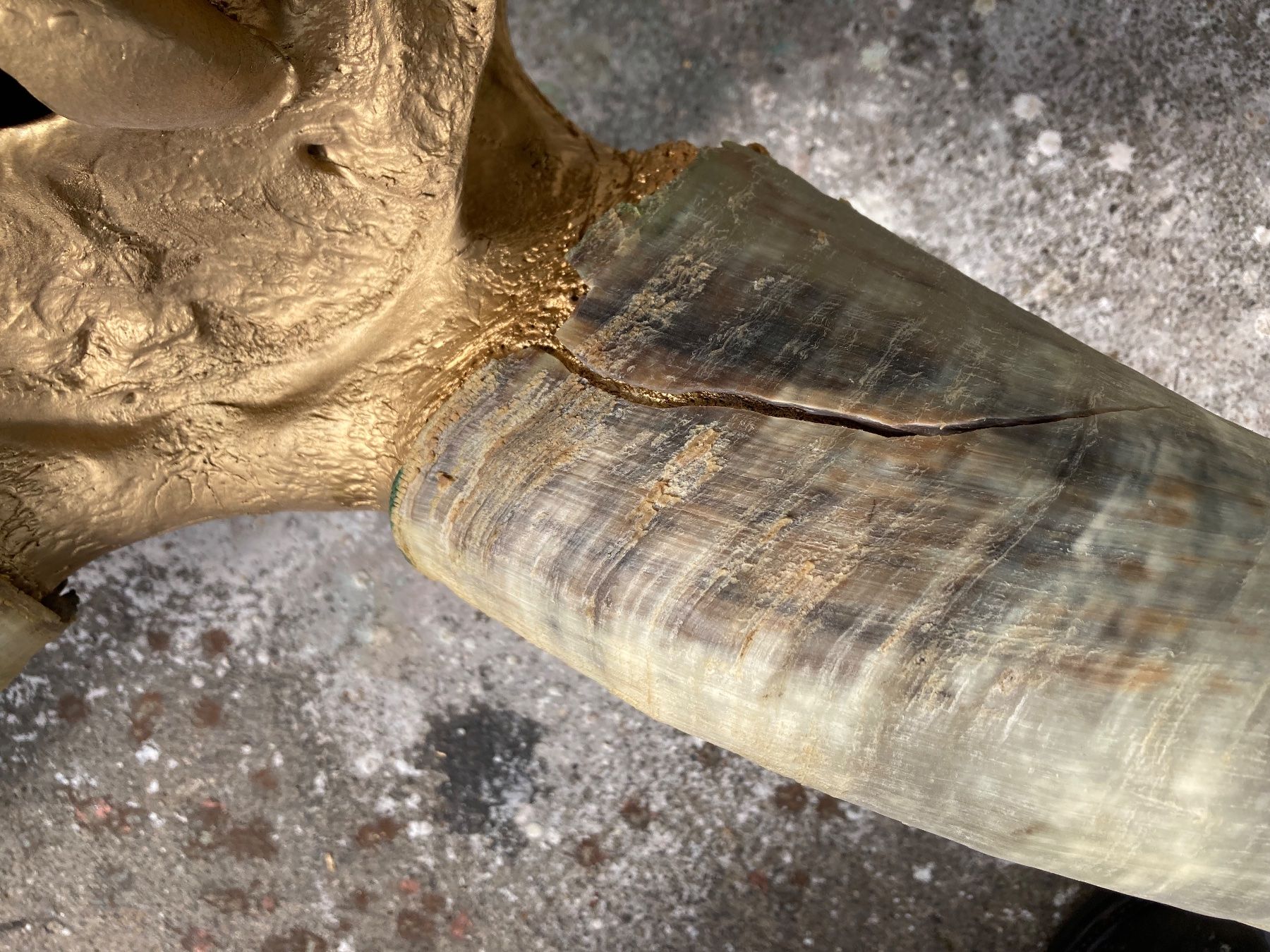 Il mondo degli animali: Watussirind Trophäe – Usato da Grosswangen venduto da arum01 8