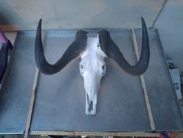 Weissschwanzgnu Schädel, echte Tierknochen, Wanddeko Jagdzim