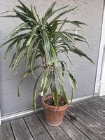 Zimmerpflanze: Drachenbaum