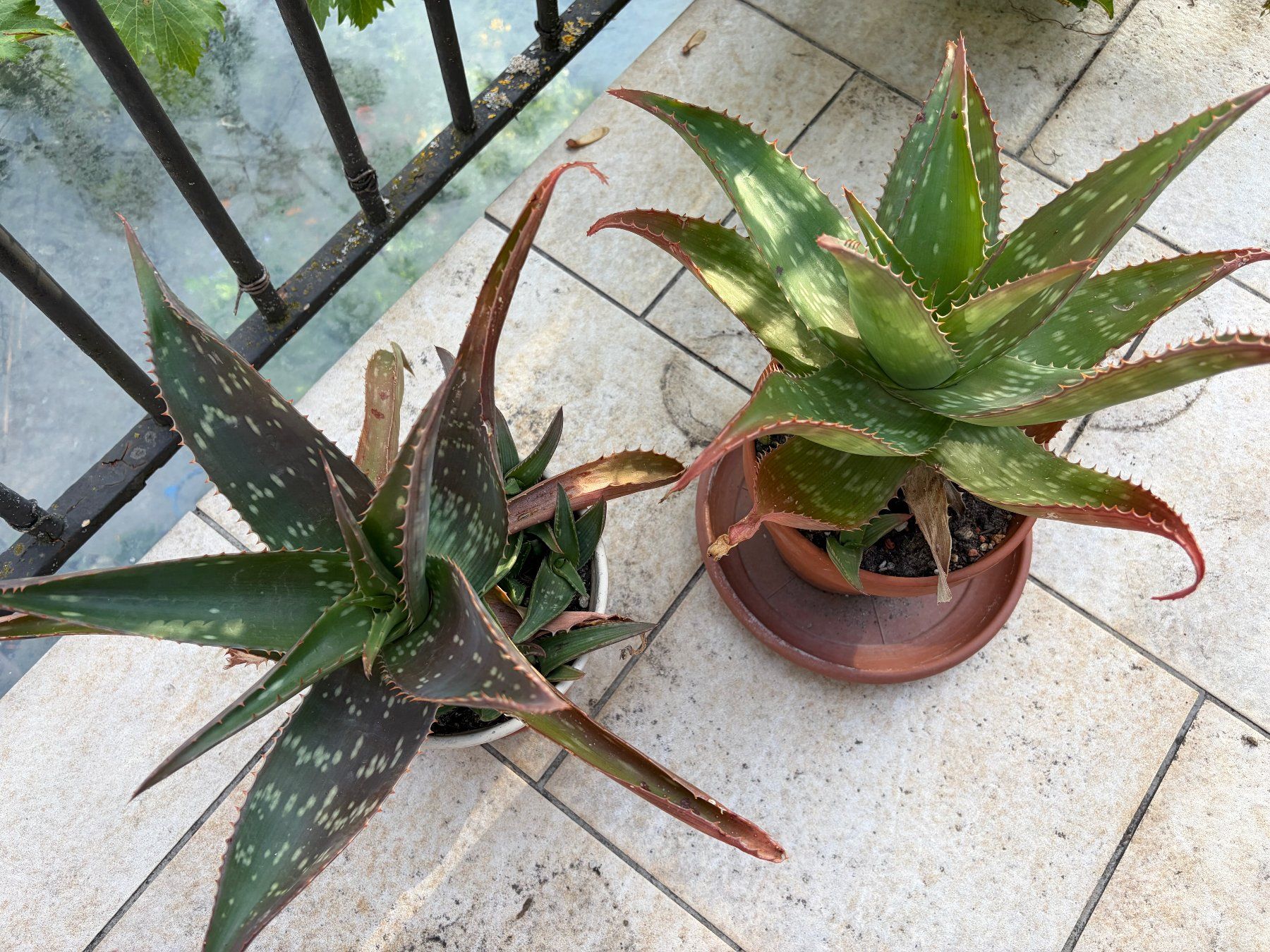Pflanzen & Samen: Aloe Vera – Neu (gemäss Beschreibung) aus Winterthur von Aniger 2
