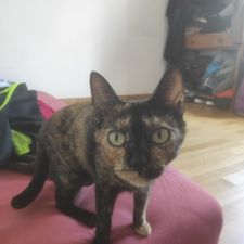 Profile image of Victoralmondkay