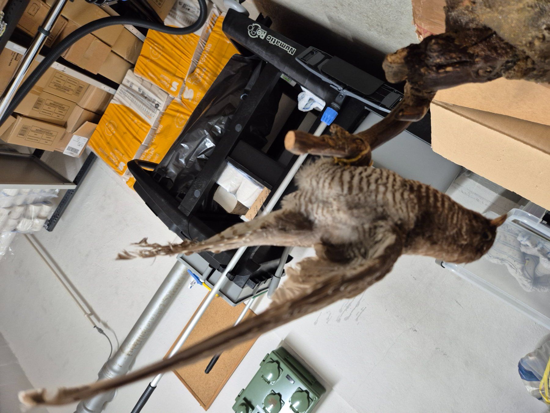 Il mondo degli animali: Ausgestopfte Vögel – Usato da Zürich venduto da Weml 8