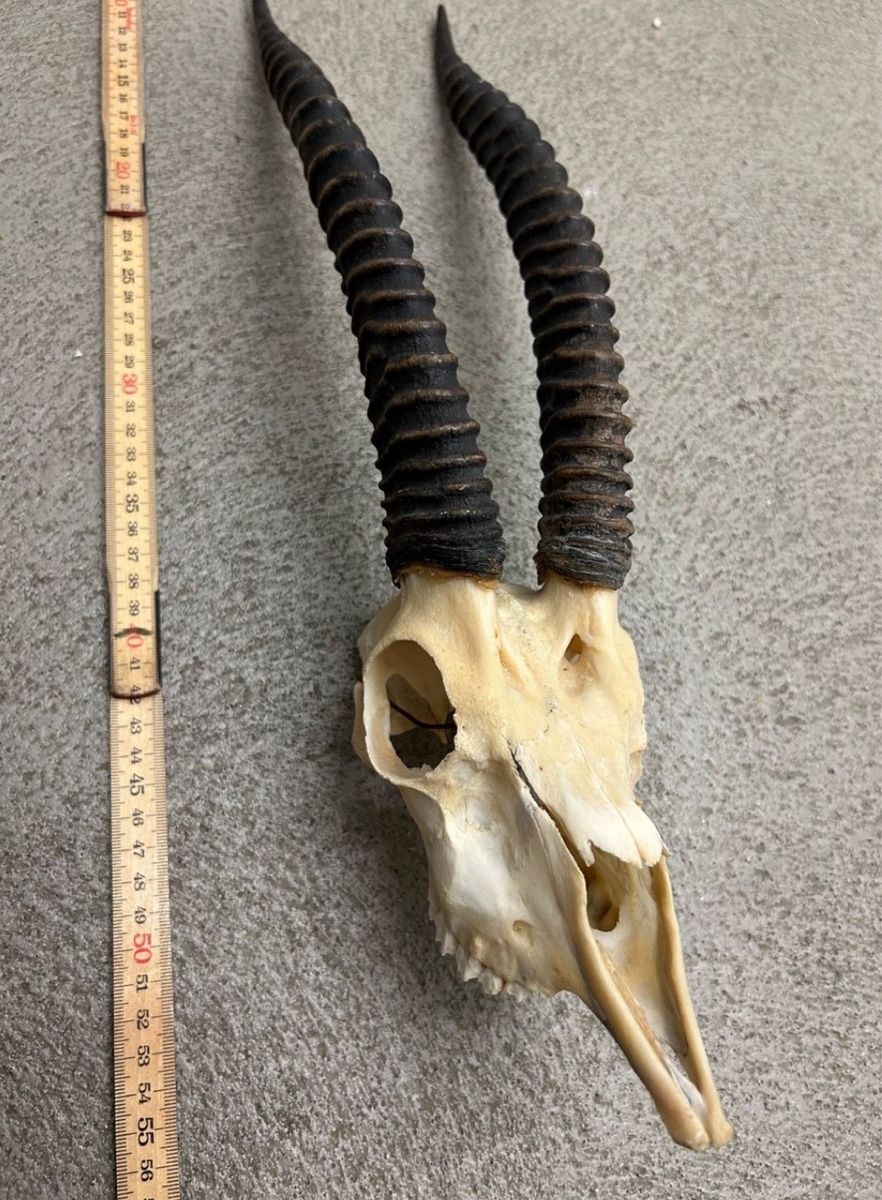 Monde des animaux: Thomson Gazelle - Afrika Jagdtrophäe Antilope – D'occasion à St. Gallen par Mit_Preisvorschlag 1