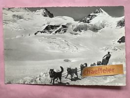 Jungfraujoch. Polarhunde, Rottal- und Gletscherhorn