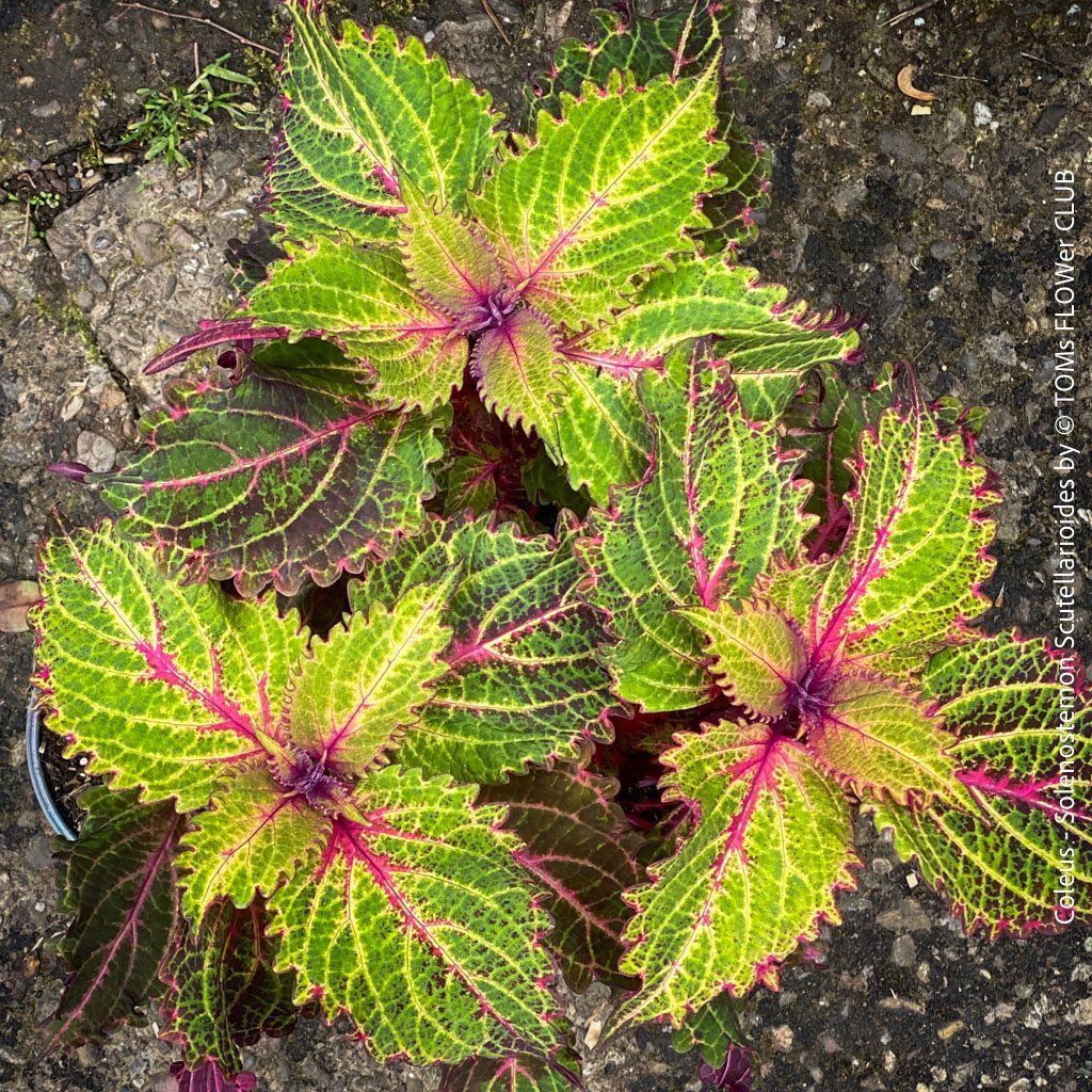 Pflanzen & Samen: Buntnessel - Coleus - rund 60cm Stämmchen – Neu und originalverpackt aus Adliswil von astom369 4