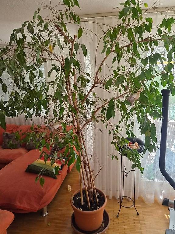 Piante & sementi: Ficus benjamina – Usato da Balsthal venduto da familie_schaerer