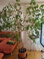 Ficus benjamina