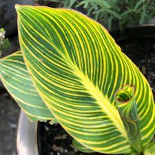 Piante & sementi: Canna indica YELLOW TIGER 2x – Usato da Bremblens venduto da FIBONACCI369 1