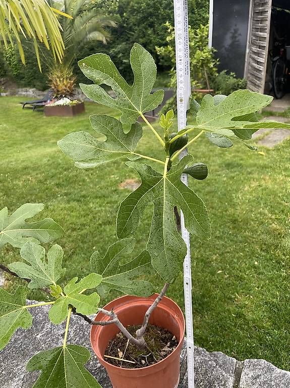 Plantes & graines: Feigenbaum  – D'occasion à Steckborn par zack011 1