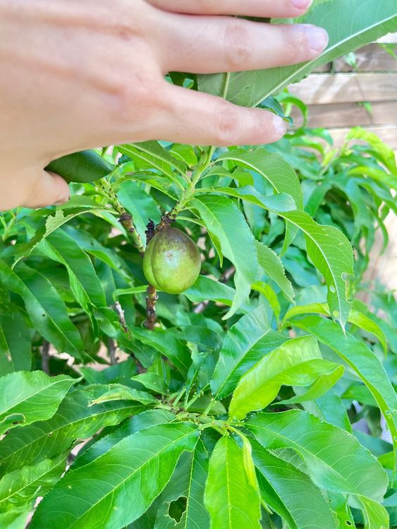 Pfirsichbaum mit Topf Kaufen auf Ricardo