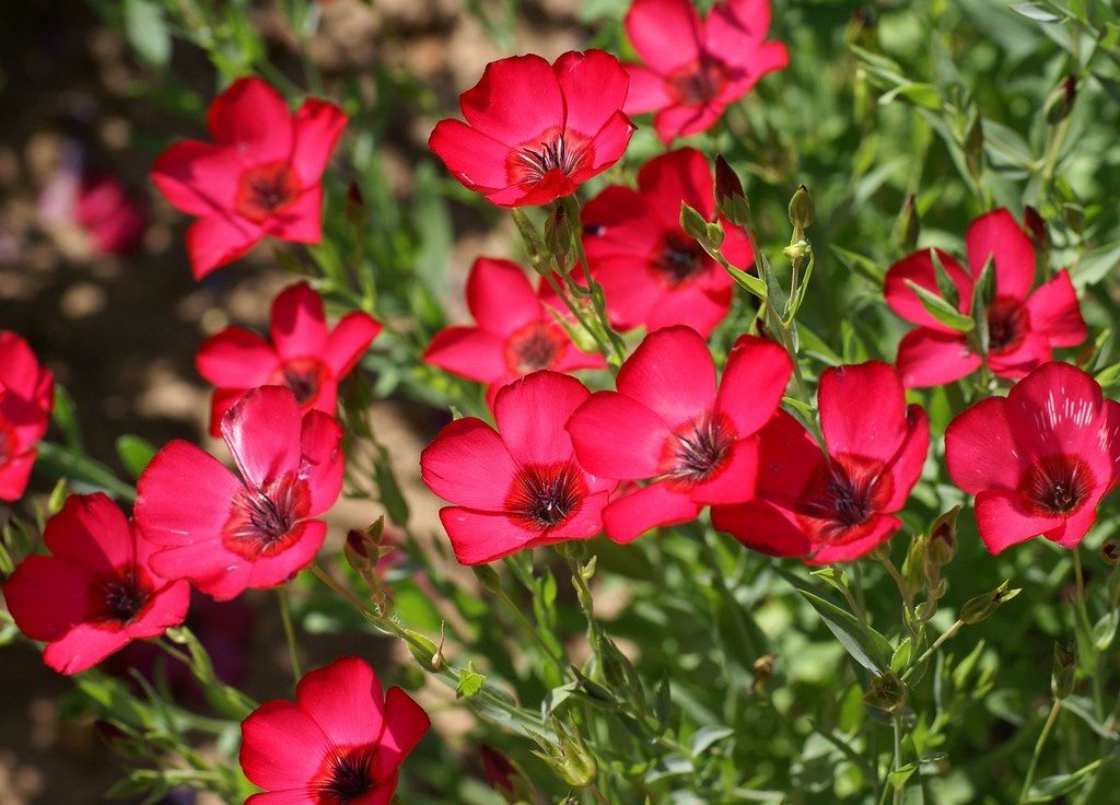 Piante & sementi: 200 Lein Samen LINUM RUBRUM – Nuovo (secondo la descrizione) da Ehrendingen venduto da VerveinaSamen 4