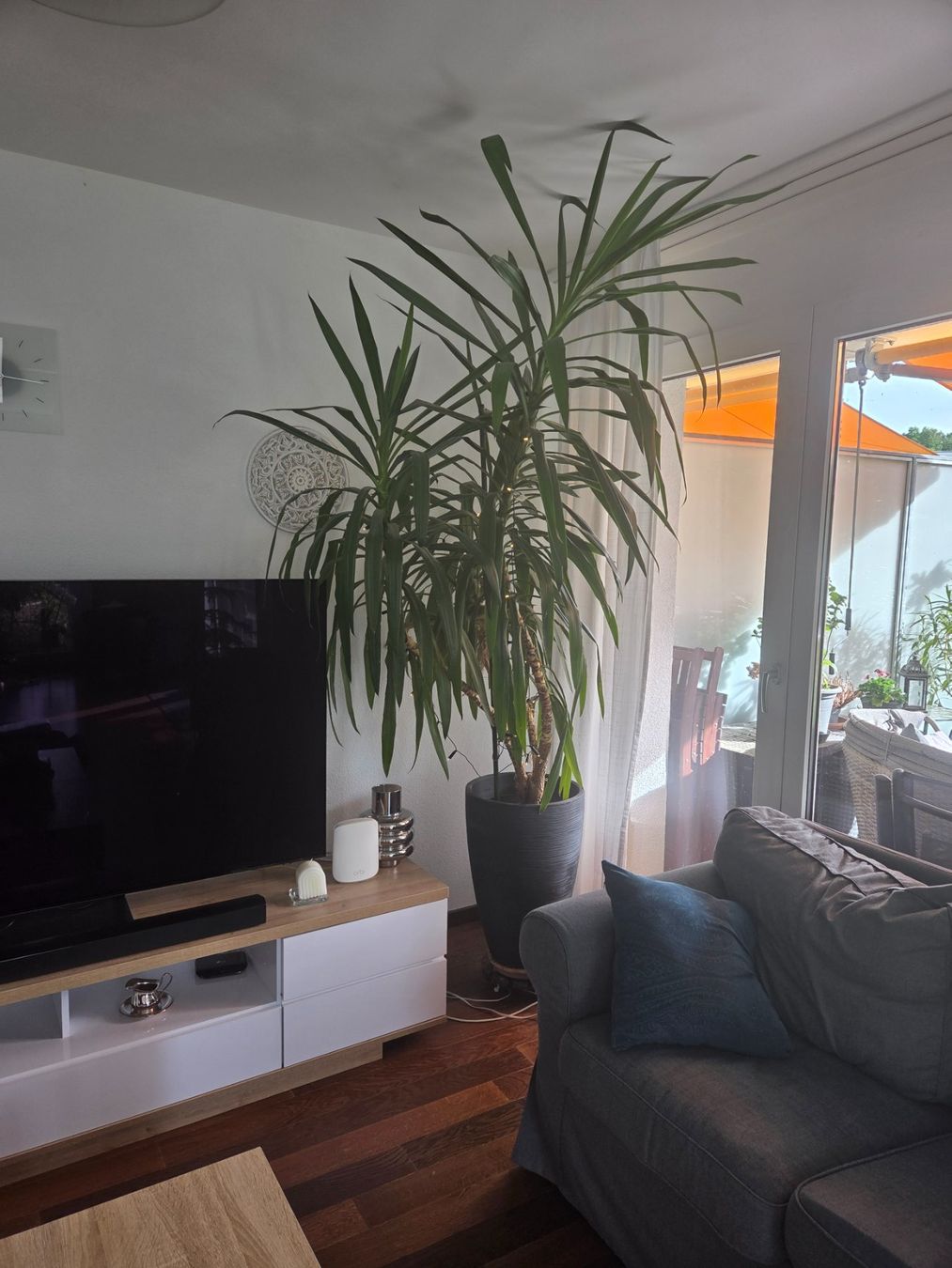 Pflanzen & Samen: Yucca-Palme, sehr gross! – Gebraucht aus Dietikon von EmRita 1
