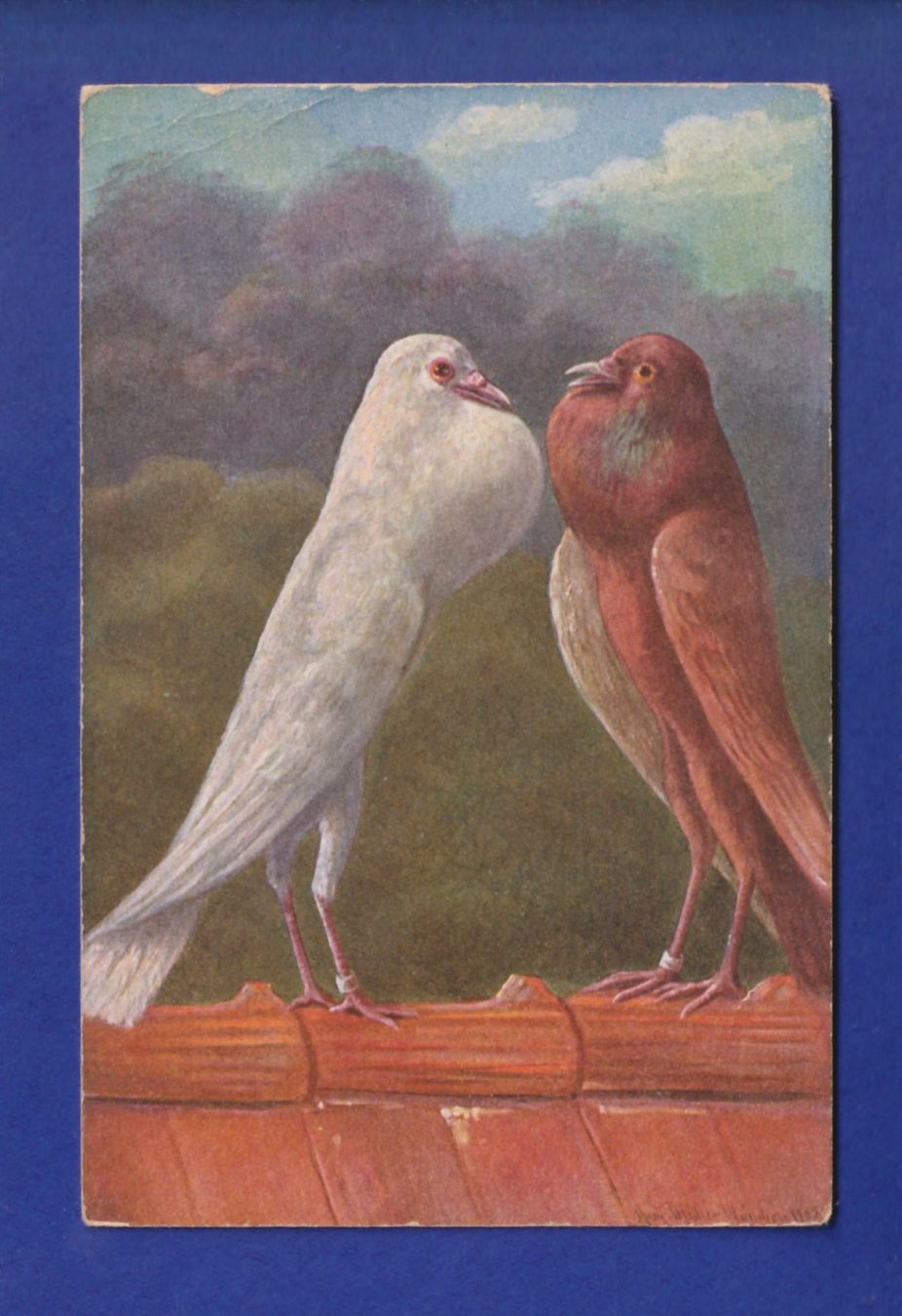 Ansichtskarten: OISEAU - Pigeon // pli d'angle // – Gebraucht aus Pully von nicecards-shop