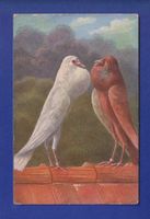 OISEAU - Pigeon // pli d'angle //