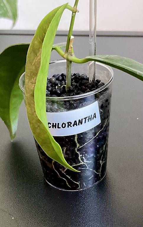Plantes & graines: Hoya chlorantha – Neuf avec emballage d'origine à Schönholzerswilen par Leavylounge 1