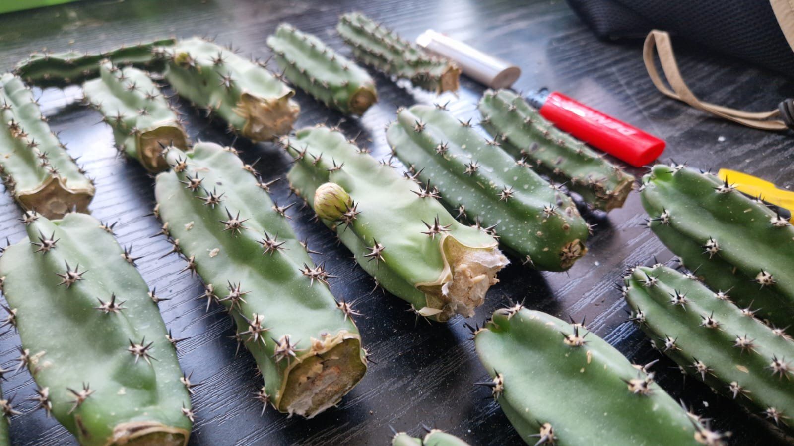 Plantes & graines: Harrisia Jusbertii Stecklinge – D'occasion à Zürich par LophiMaster 2